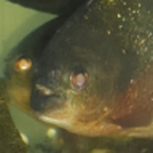 Meet your Posher, Cal